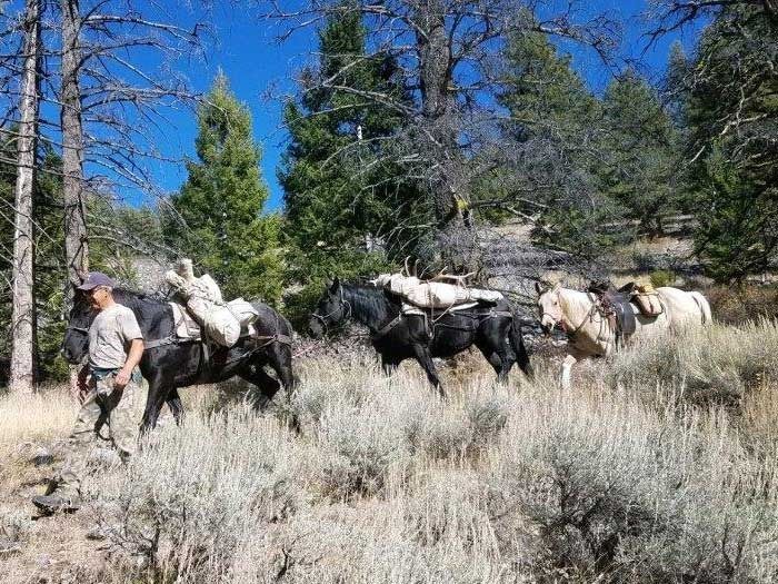 Elk Hunts Gallery Image