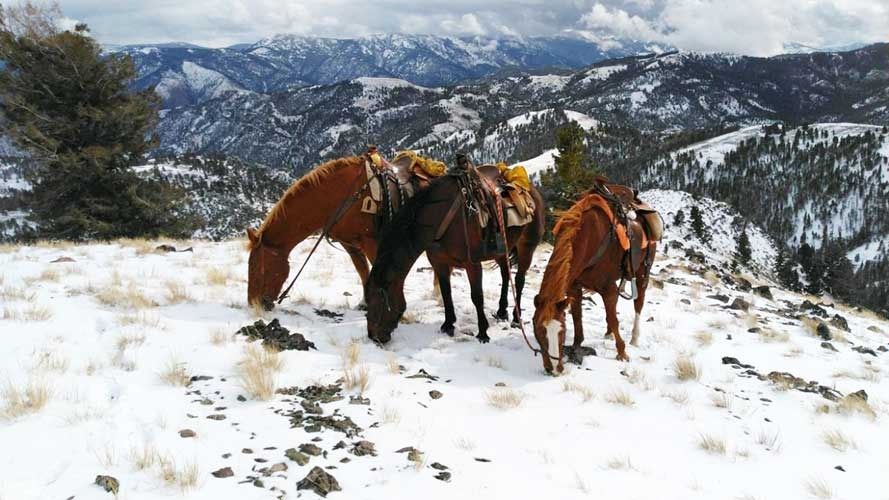 Elk Hunts Gallery Image
