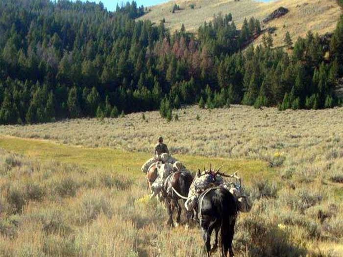 Elk Hunts Gallery Image