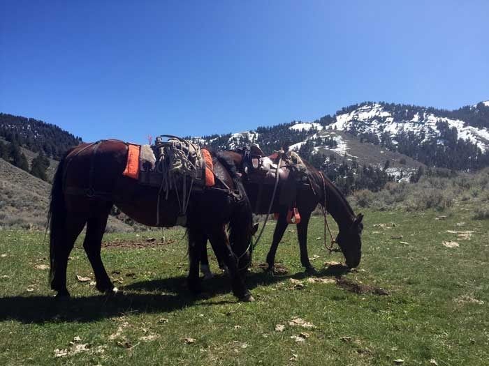 Elk Hunts Gallery Image