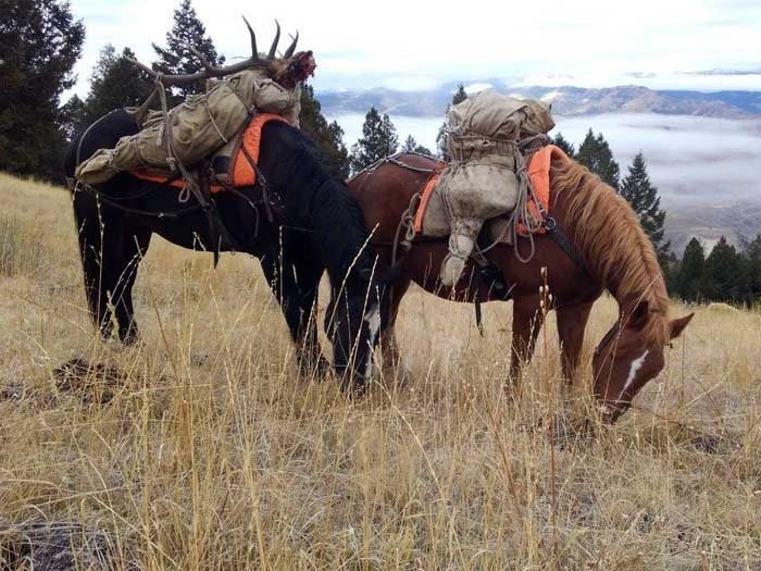 Elk Hunts Gallery Image