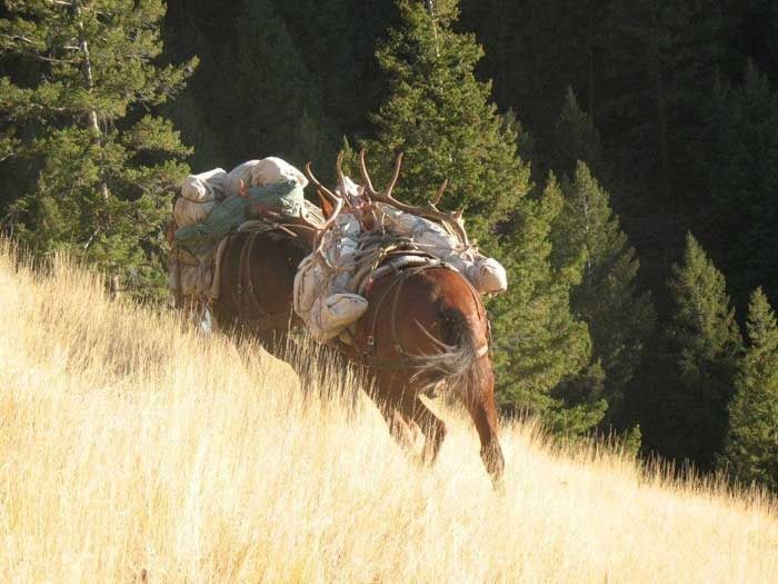 Elk Hunts Gallery Image