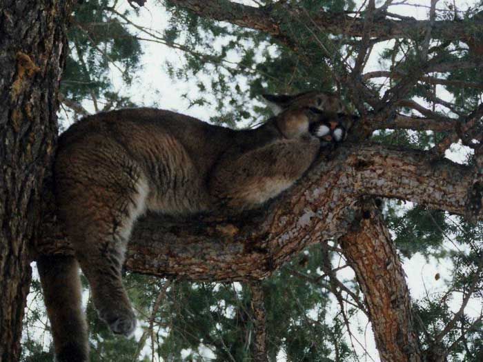Lion Hunts Gallery Image