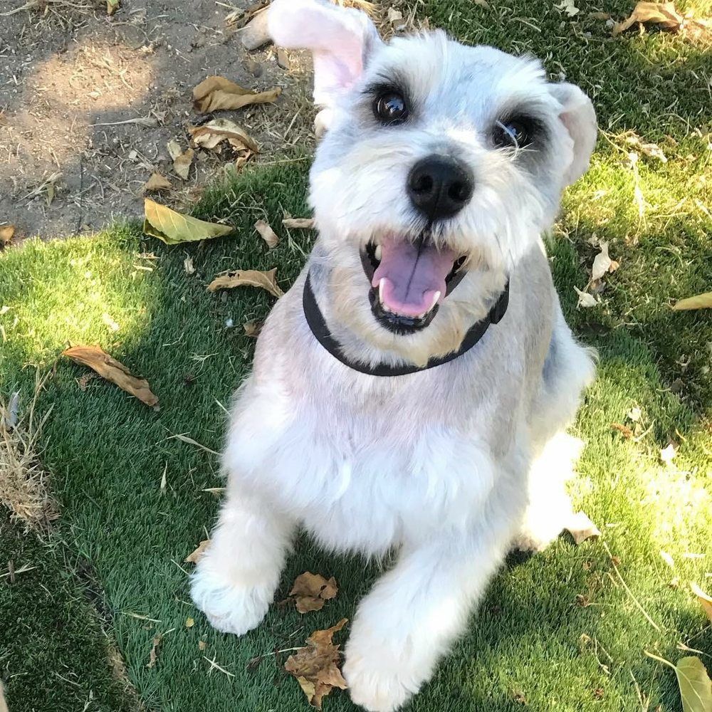 Pet Groomers San Diego, CA 8582793336