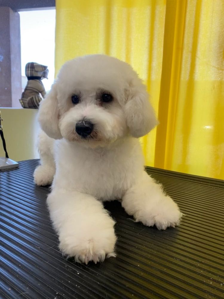 Pet Groomers San Diego, CA 8582793336