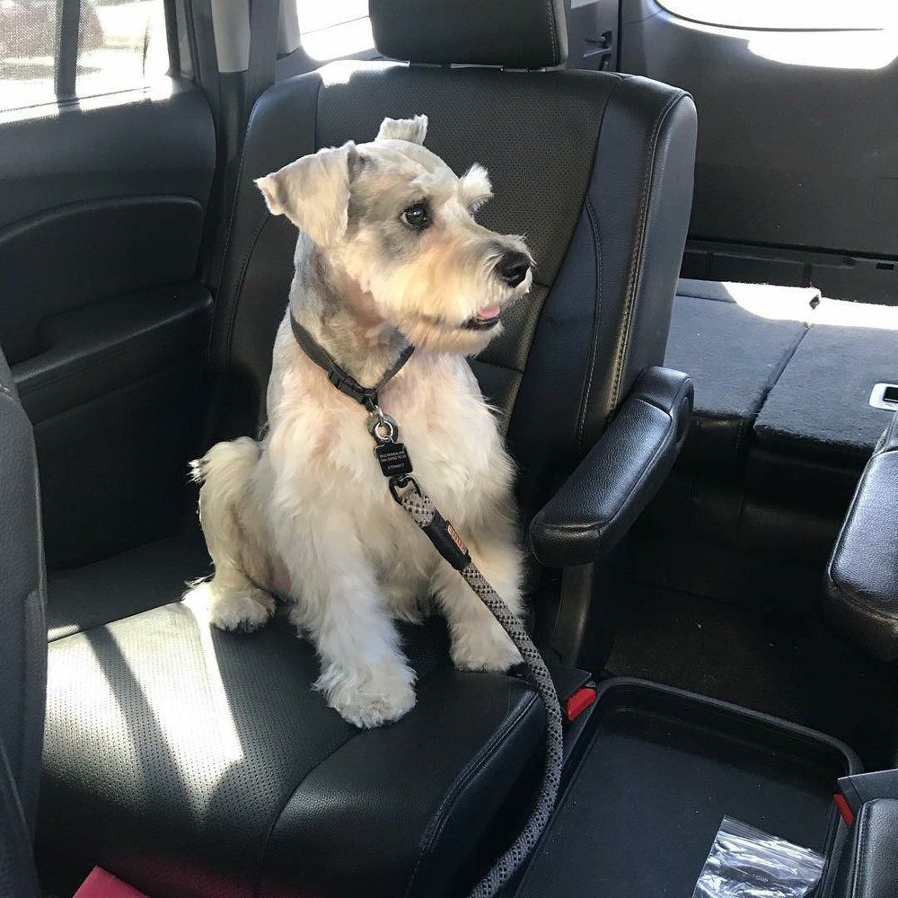 Pet Groomers San Diego, CA 8582793336