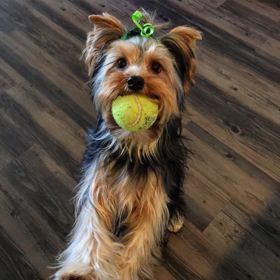 pet groomers