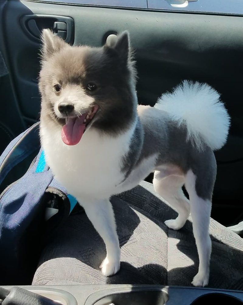 pet groomers
