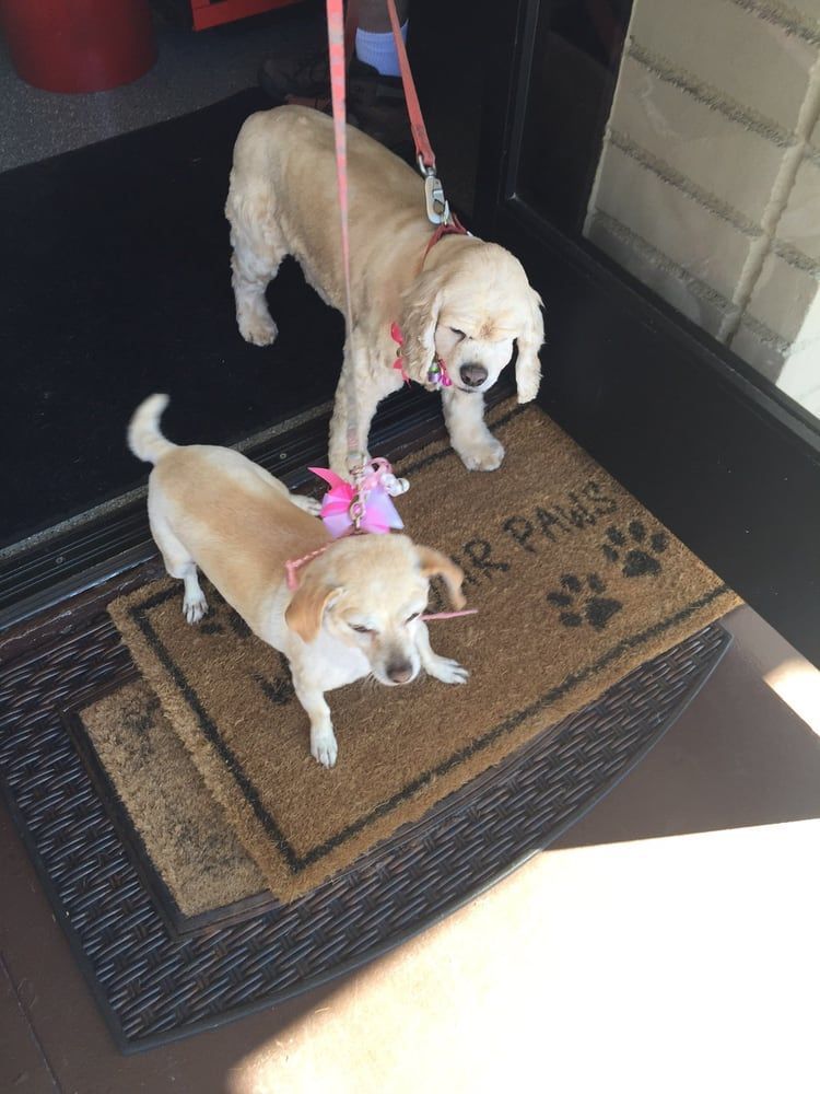 pet groomers