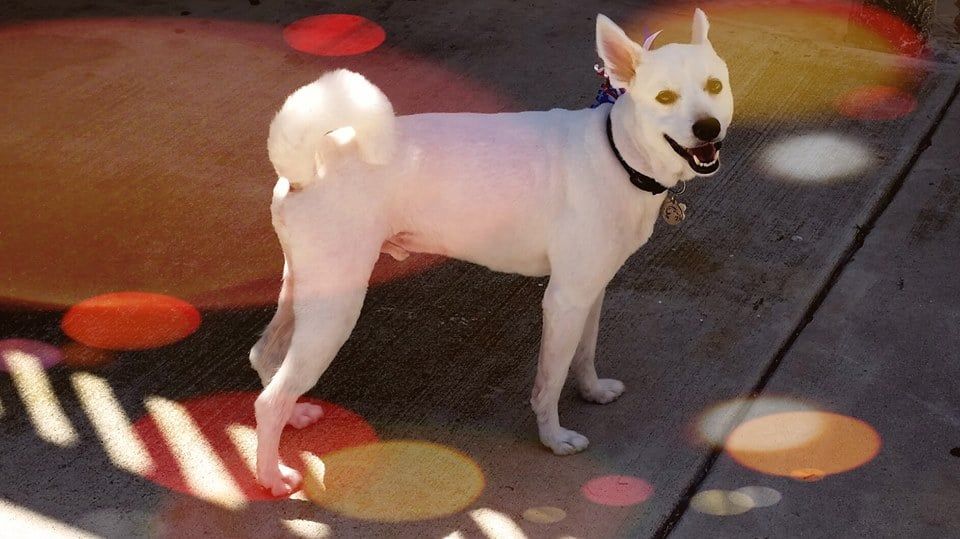 pet groomers