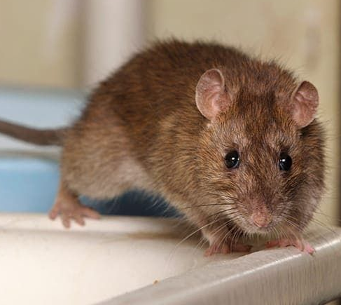 Rat on a home sink-southlake rodent control services