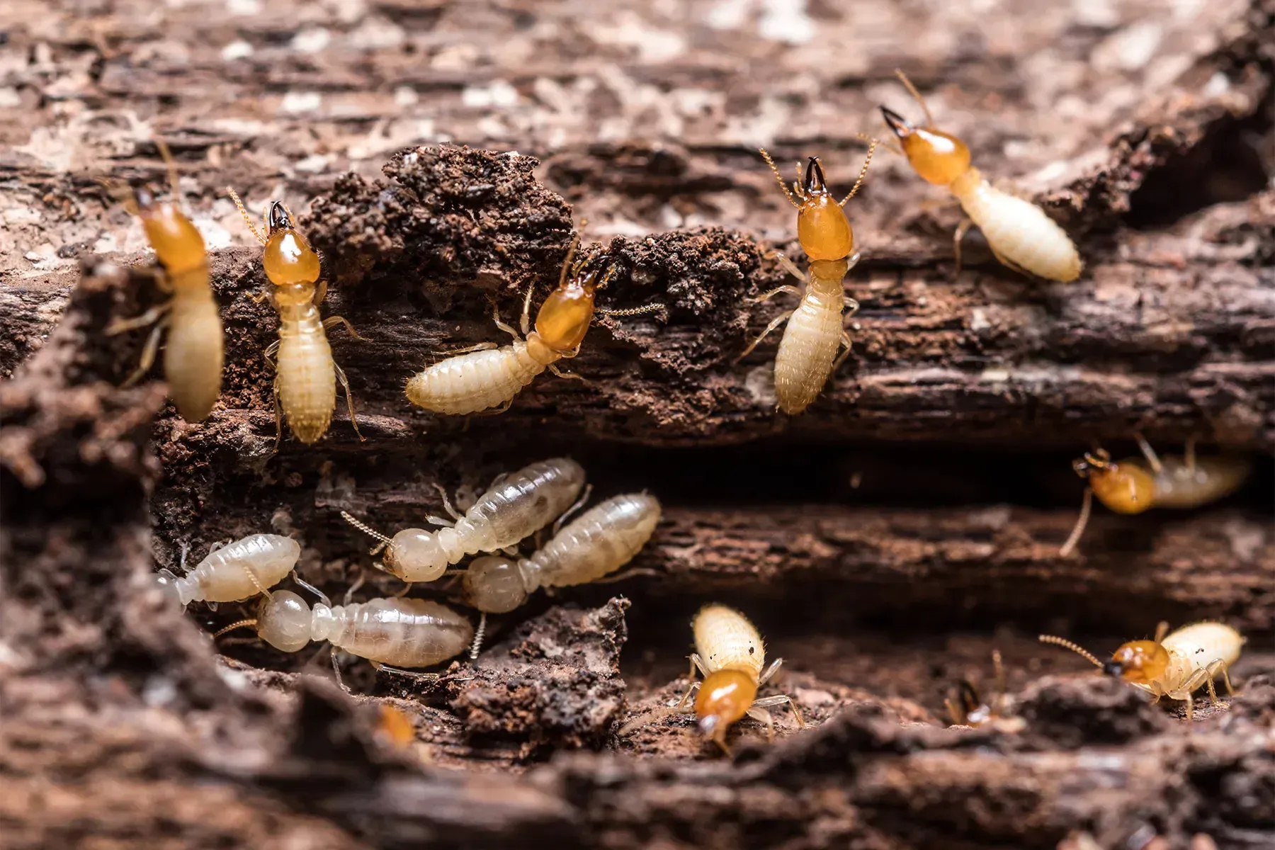 Active termite infestation in rotten wood