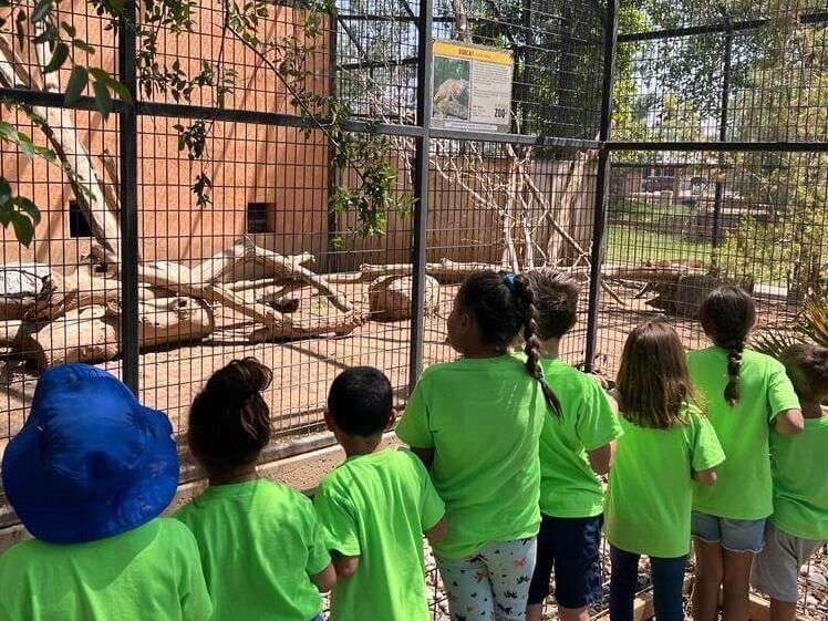 A group of children in green shirts are looking through a fence at a zoo.