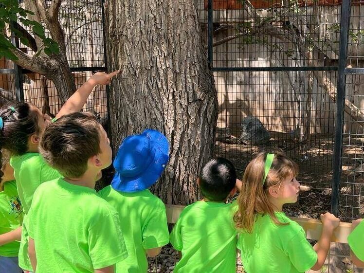 A group of children in green shirts are looking at a tree.