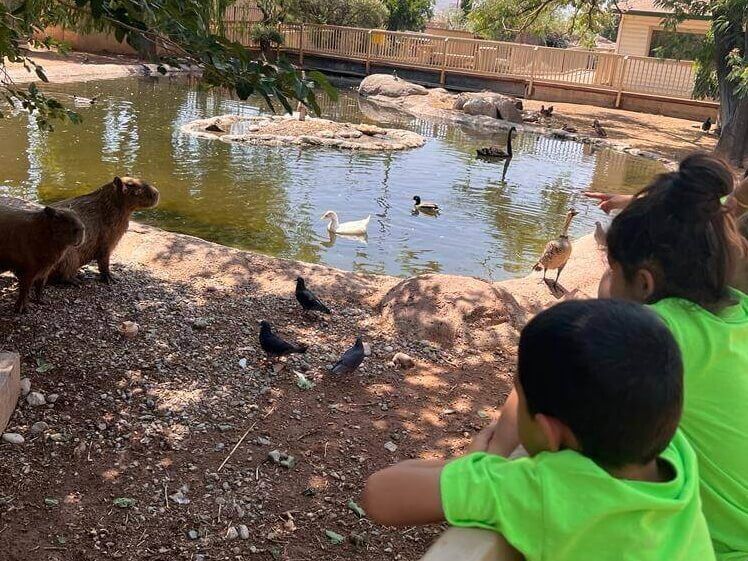 A group of children in green shirts are looking at ducks in a pond.