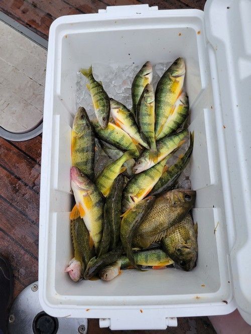 A cooler filled with yellow perch and other fish on ice, outdoors.
