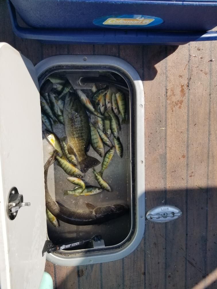 Fishing boat's storage compartment filled with various fish, including yellow perch and a dark-colored bass.