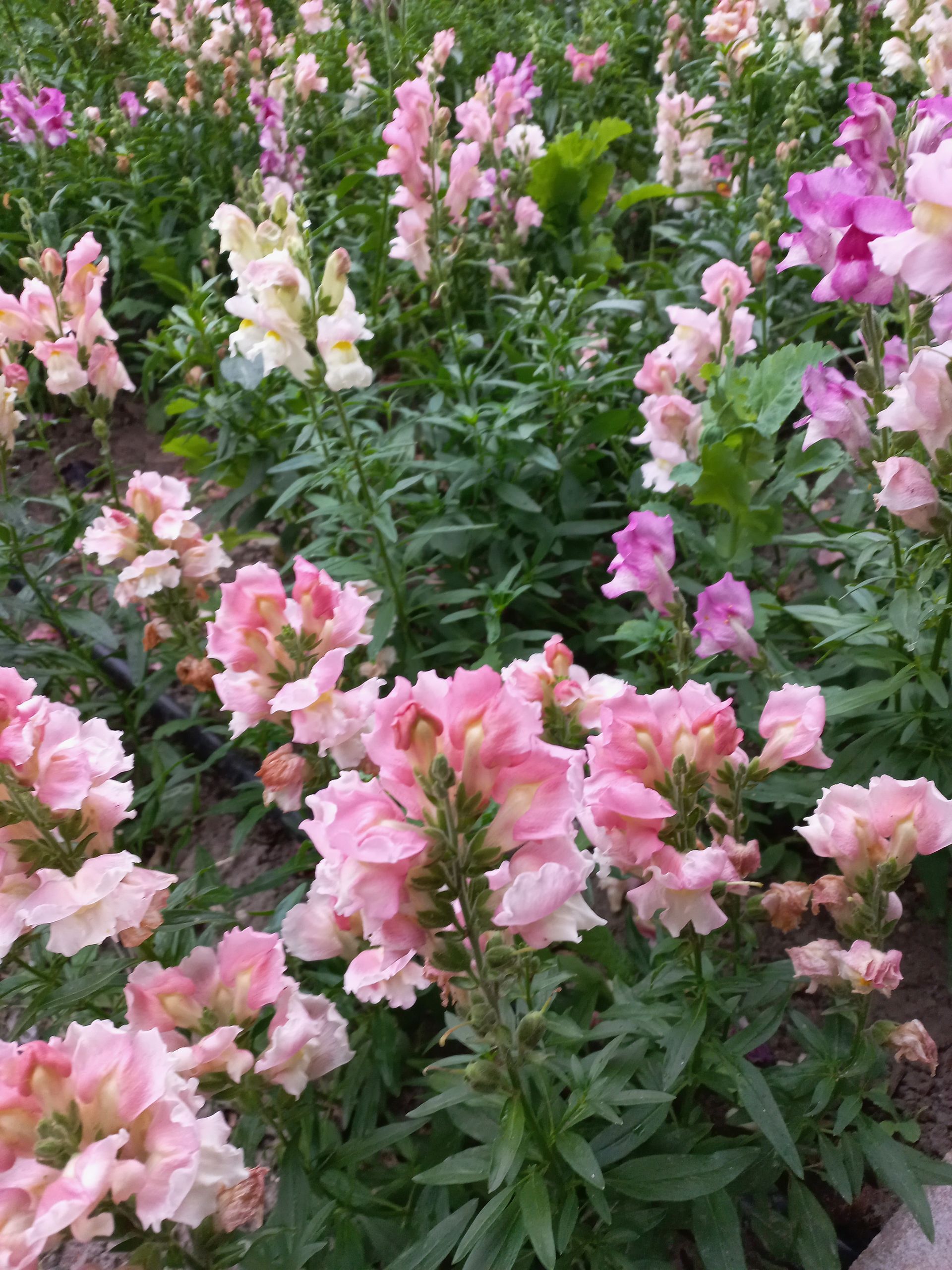 lupine