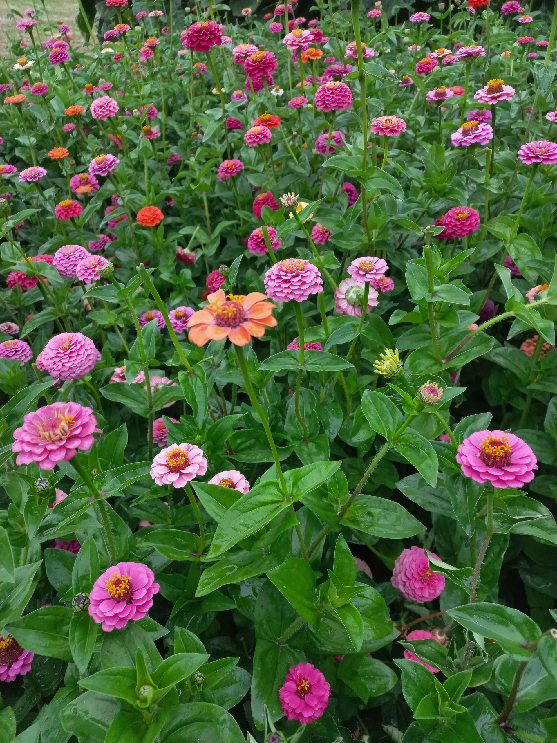 zinnia