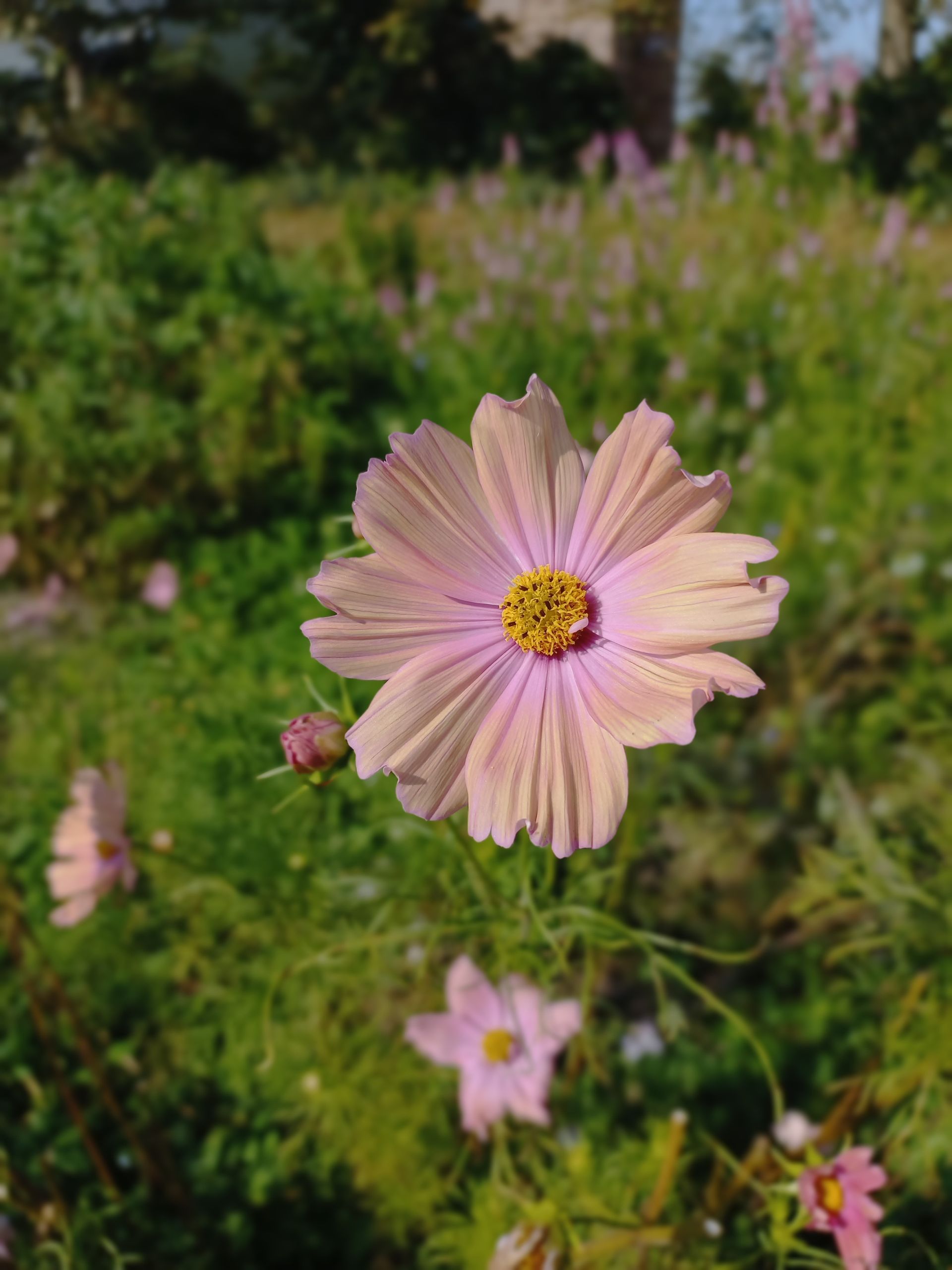 Roze cosmosbloem met geel hart, tegen een wazig groen veld.
