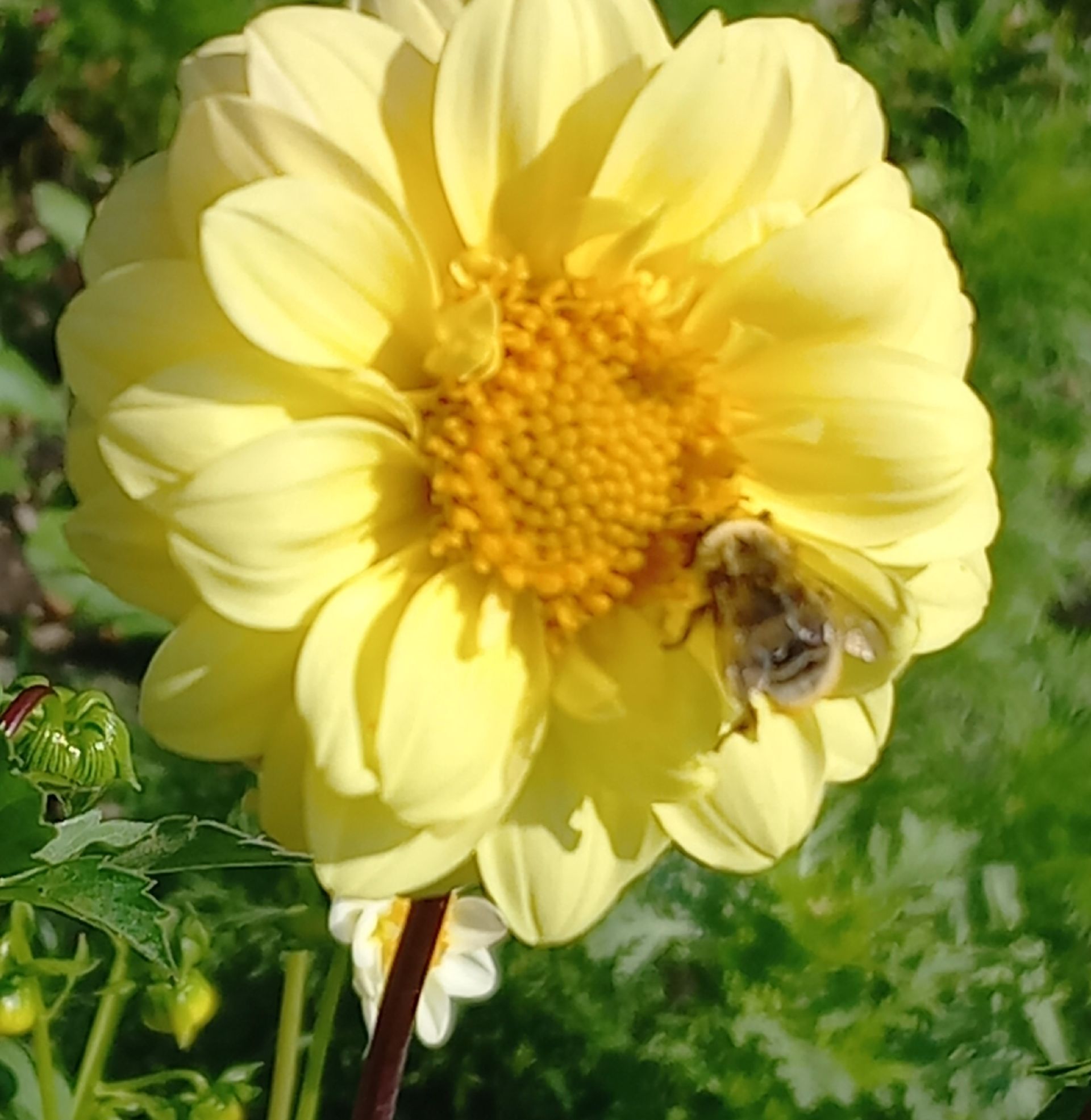 Gele dahlia met een bij, buiten.