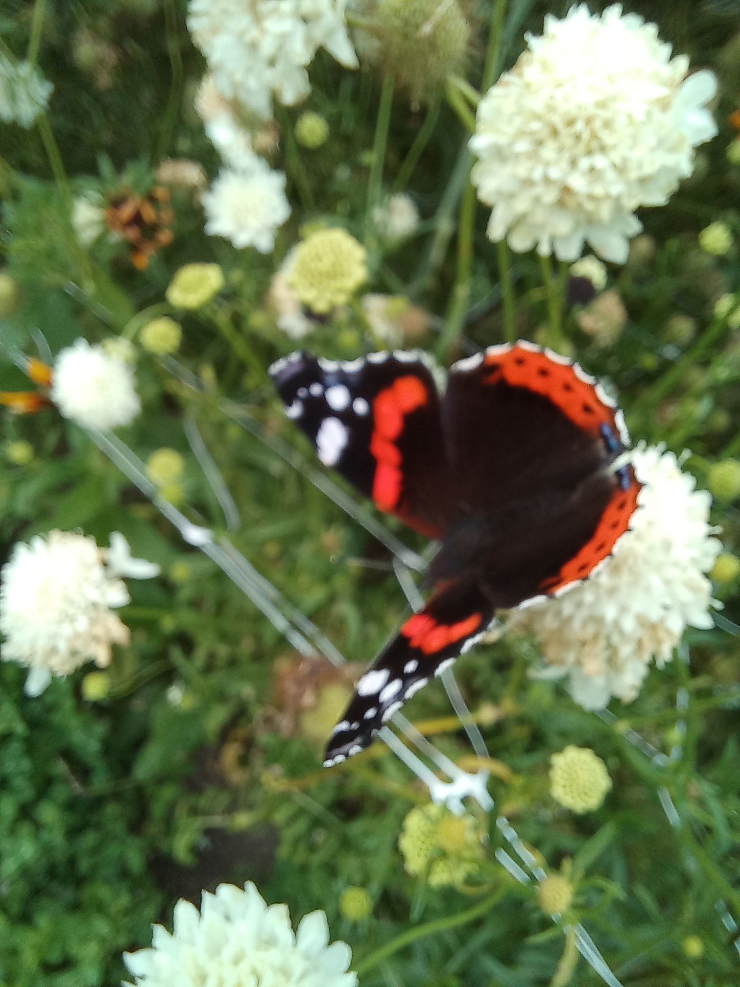Een vlinder met rode, zwarte en witte tekeningen rust op een witte bloem in een tuin.