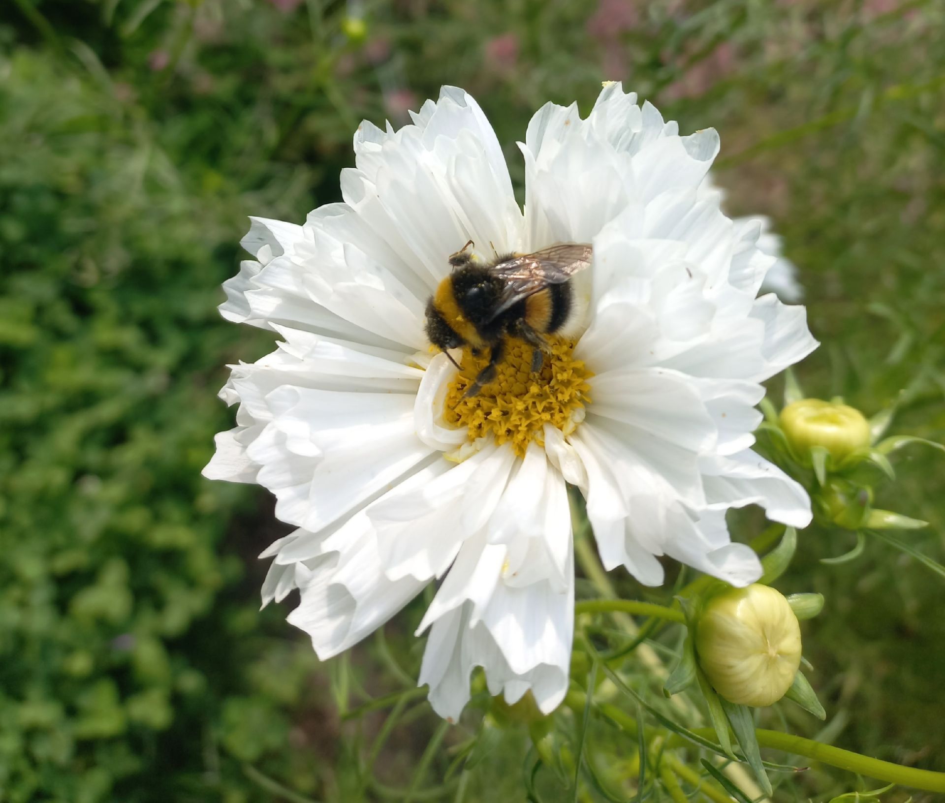 cosmea dubbelbloeming