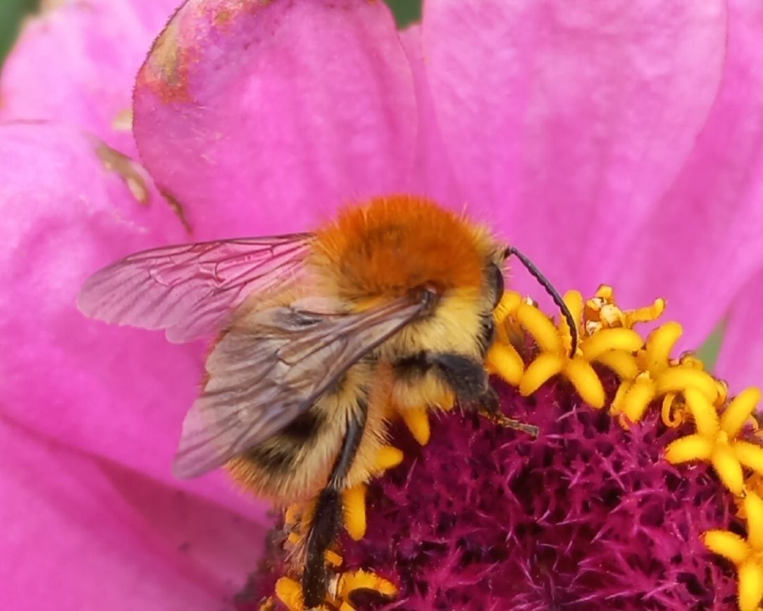 Een bij zit op een roze zinniabloem en voedt zich met stuifmeel. Oranje, gele en zwarte markeringen zijn zichtbaar.