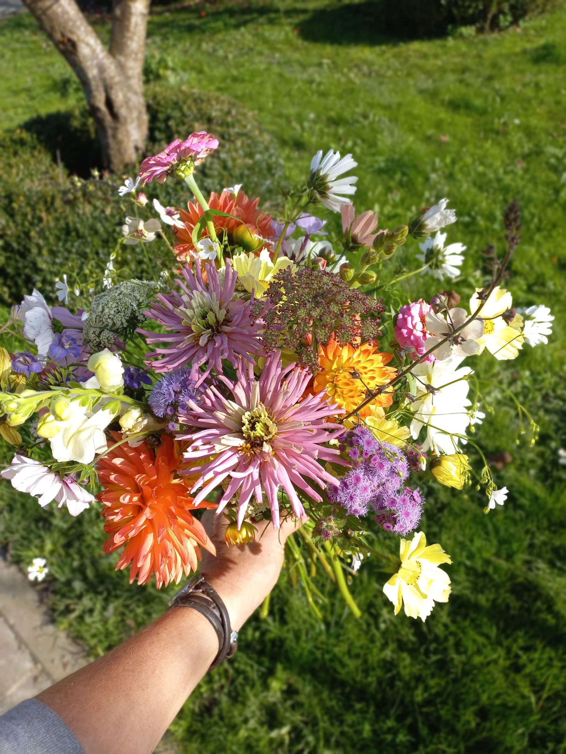 Een hand houdt een kleurrijk boeket dahlia's, cosmos en wilde bloemen vast voor een groen gazon.