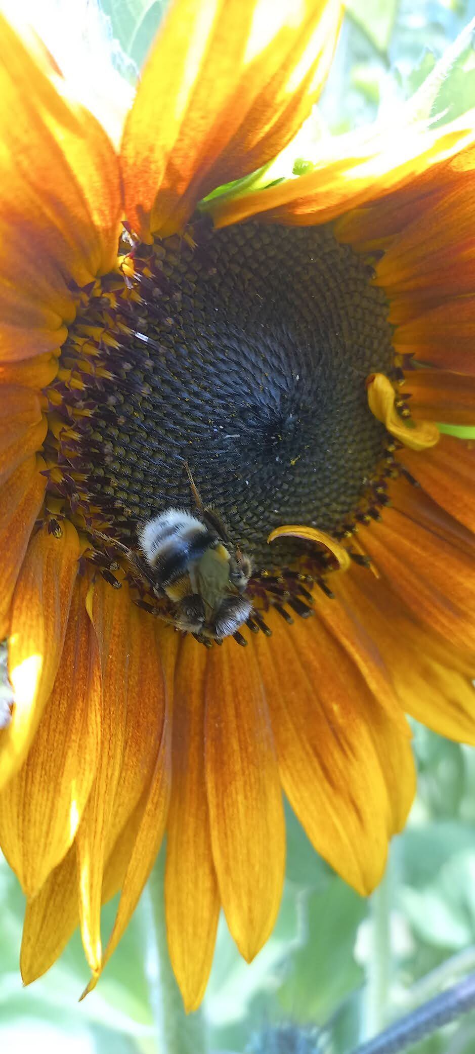 zonnebloem met bij