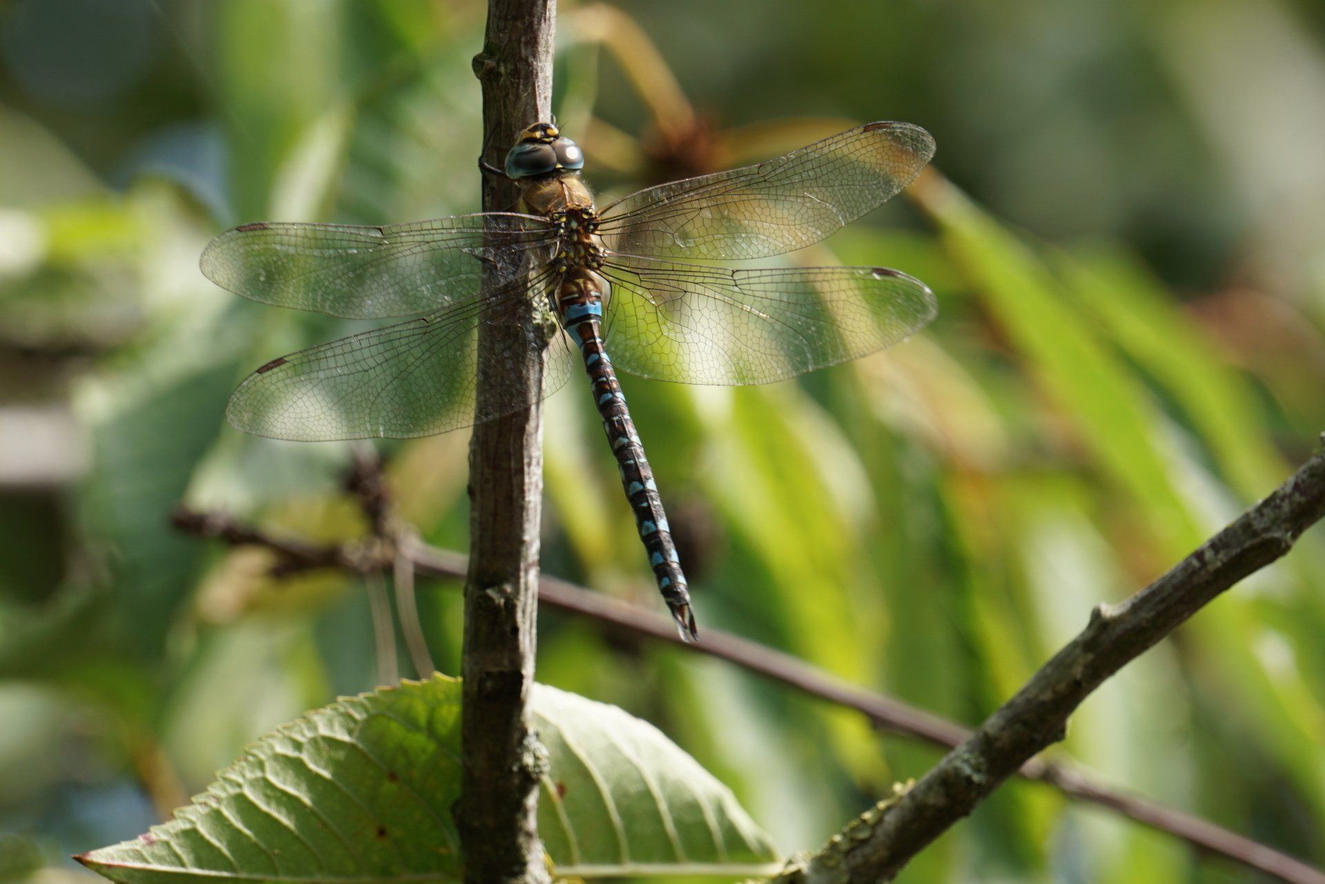 libelle