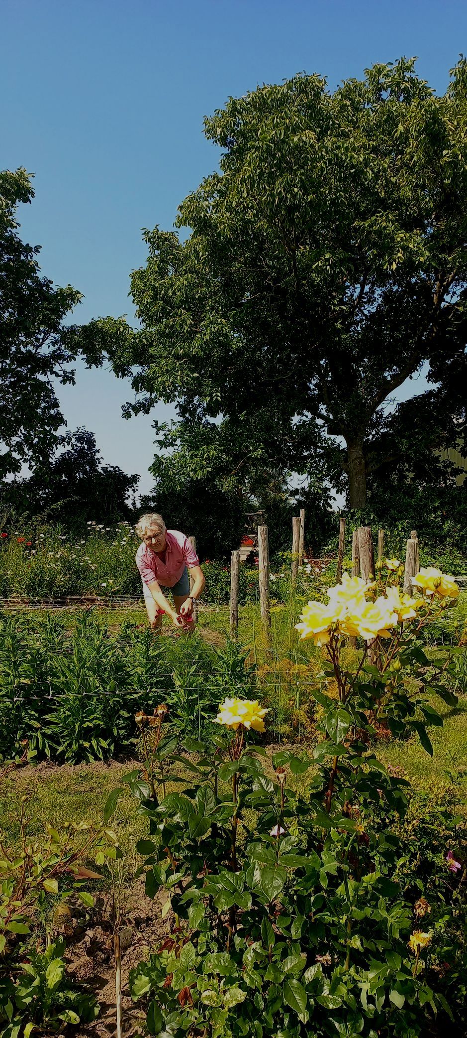 Een persoon die onder een blauwe hemel, omringd door bomen, een tuin verzorgt.