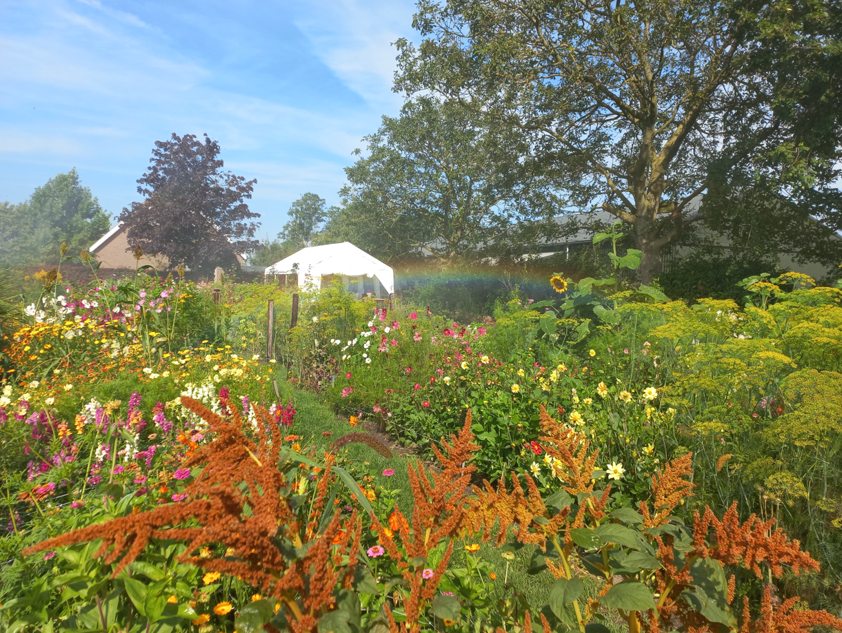 Een kleurrijke tuin met een kleine regenboog. Op de achtergrond zijn bomen en een huis te zien.