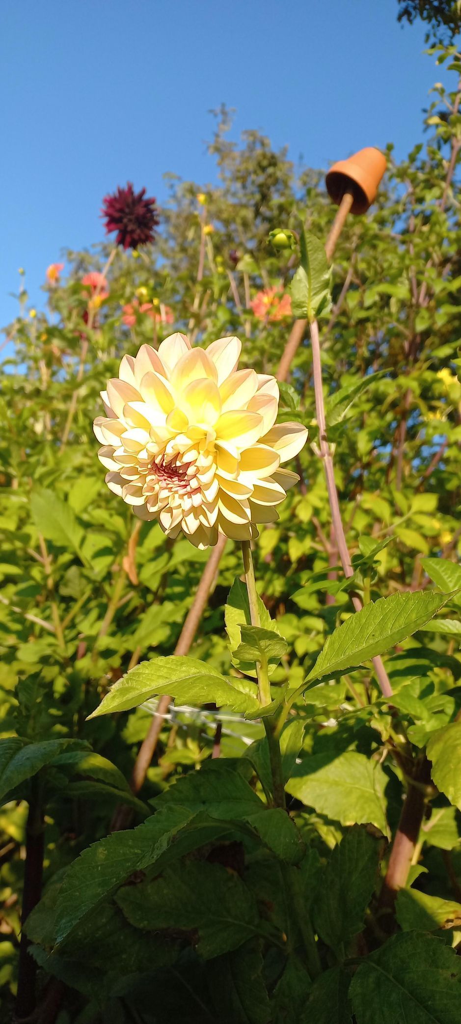 In een tuin bloeit een geelwitte dahlia tegen een blauwe hemel.