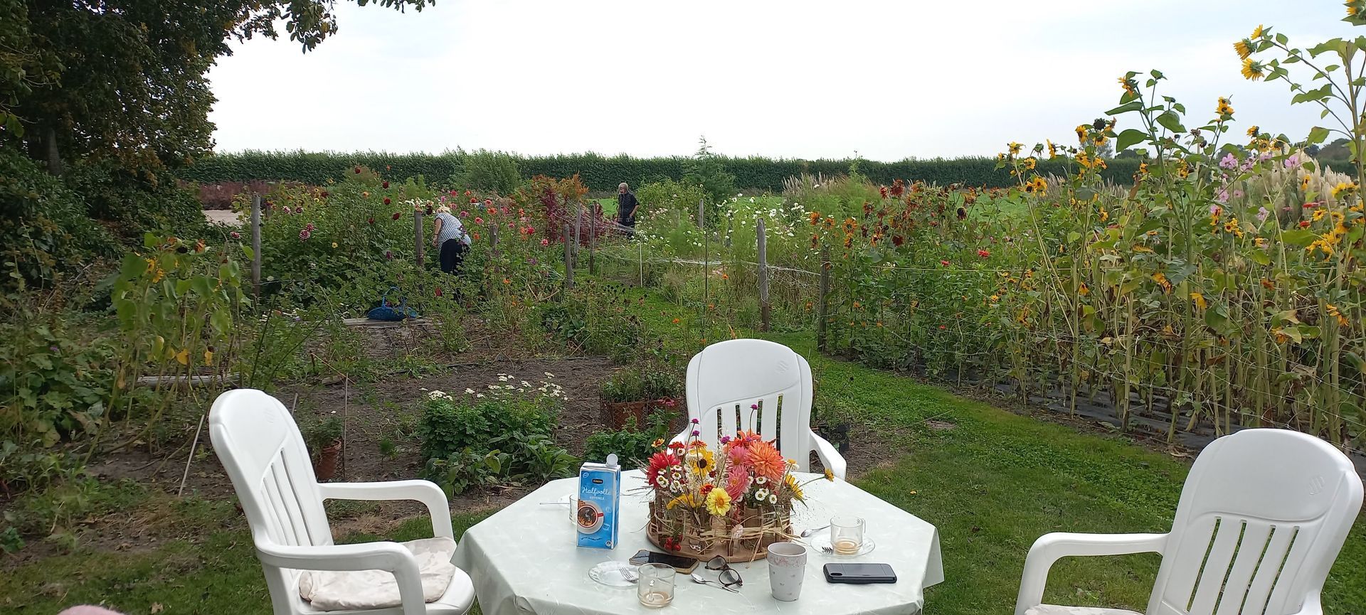 Pluktuin