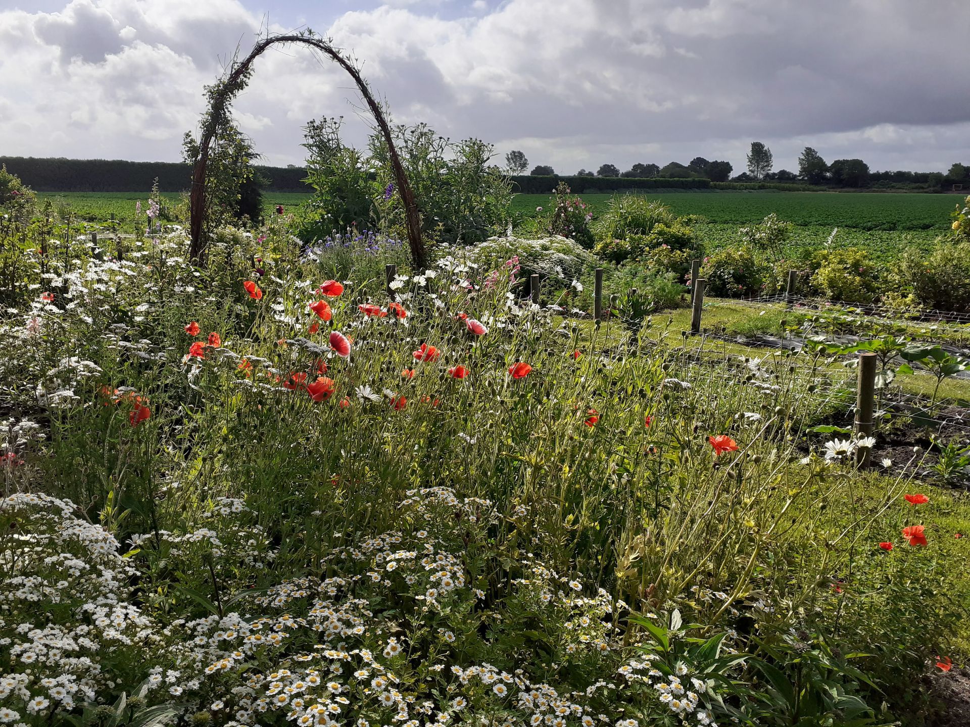 Droogbloemen haarten