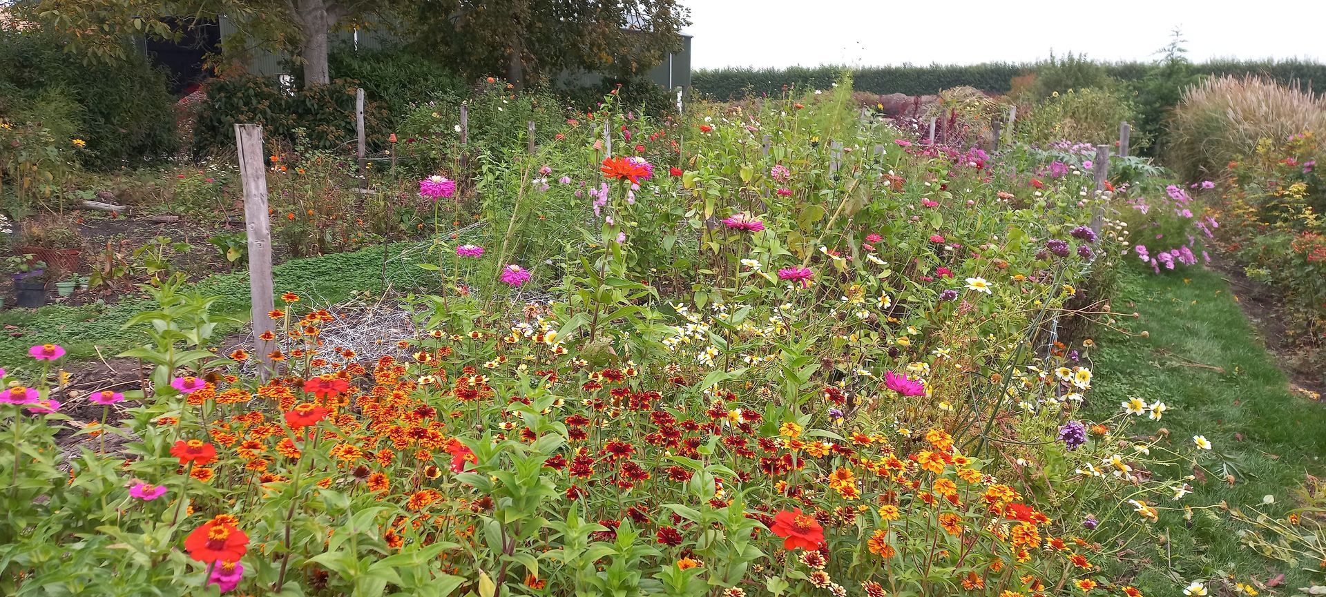 Een levendige tuin vol met diverse kleurrijke bloemen in volle bloei.