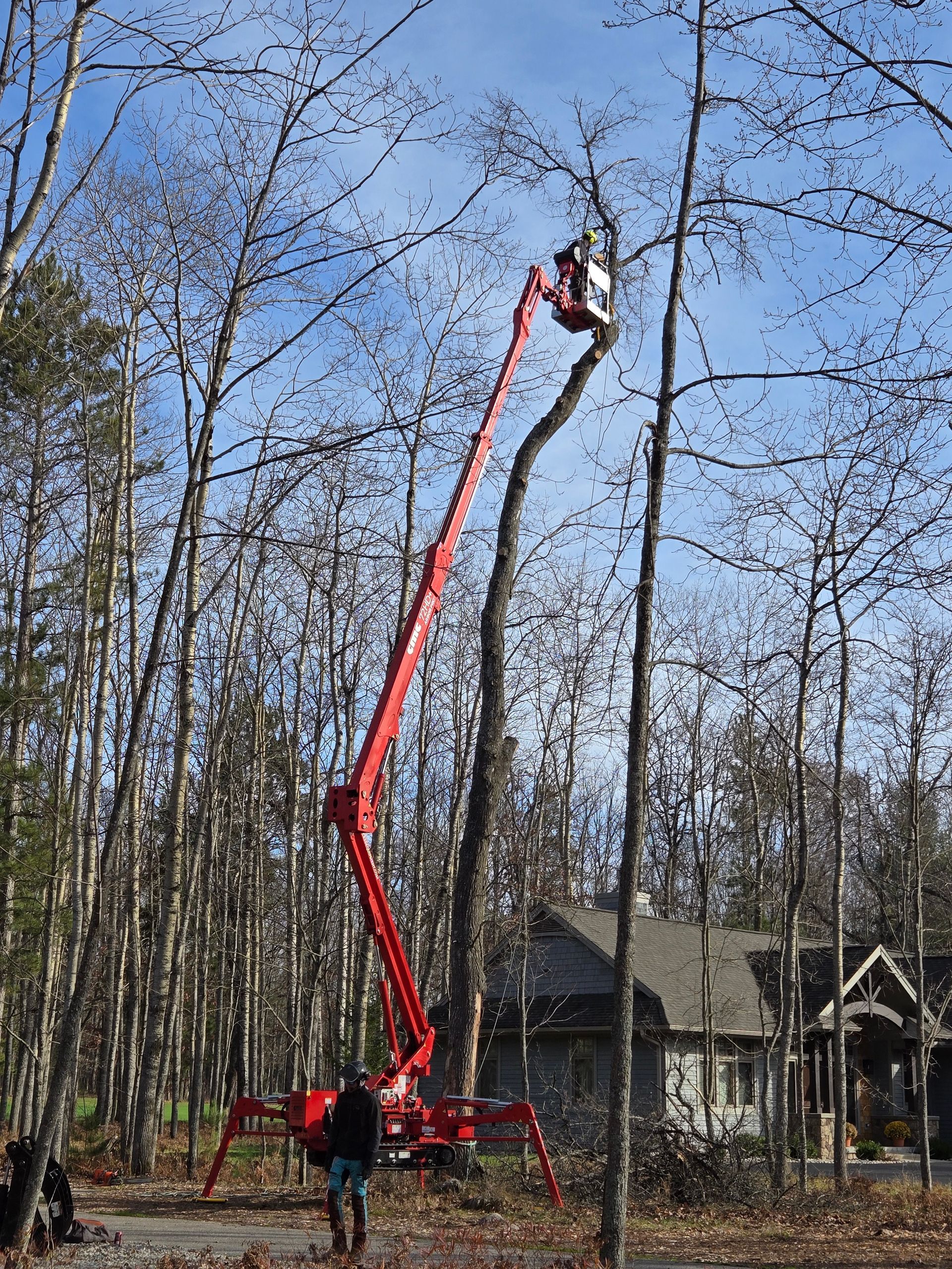 A man is cutting a tree with a crane in the woods.