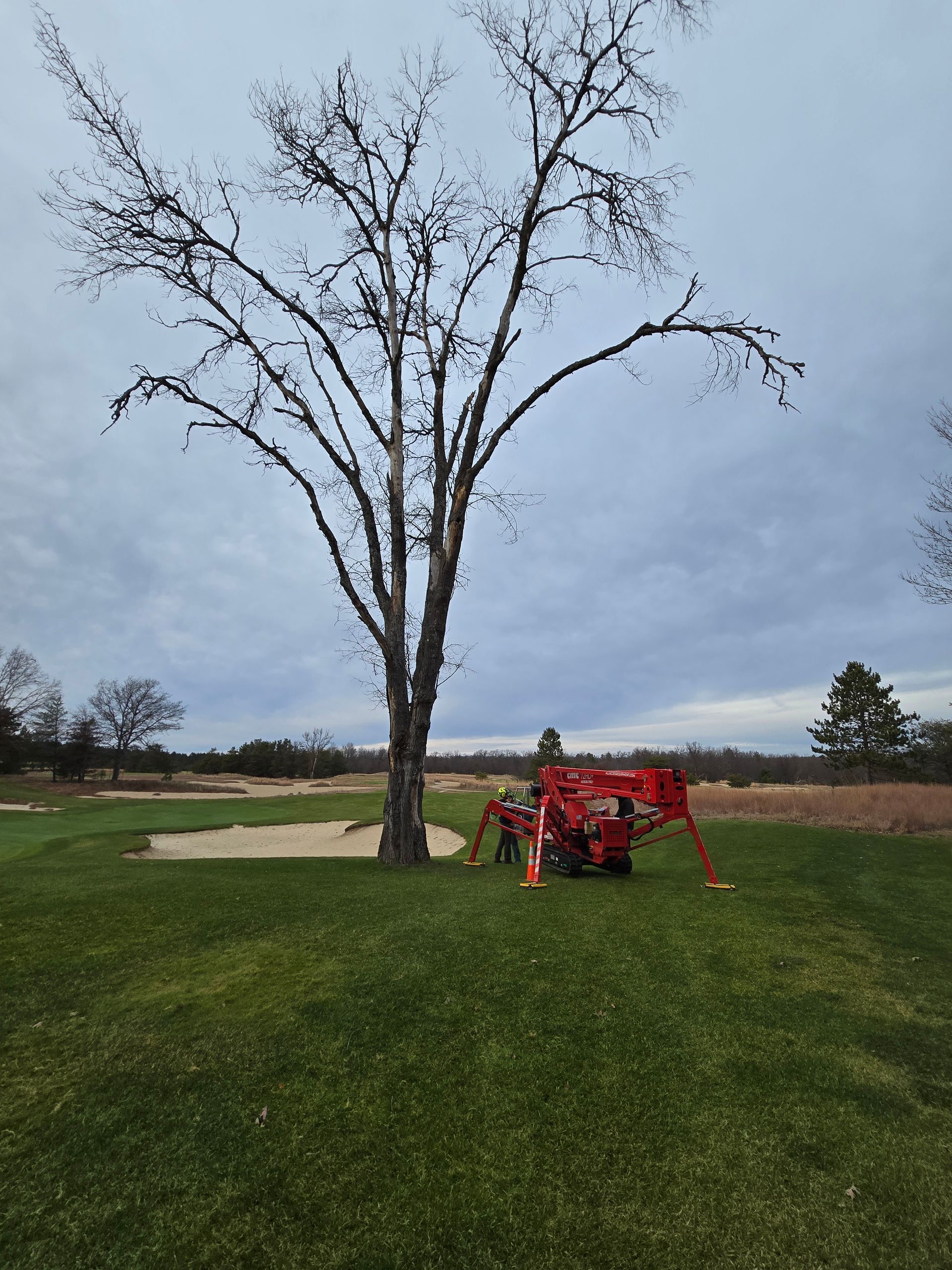 Tree trimming on golf course