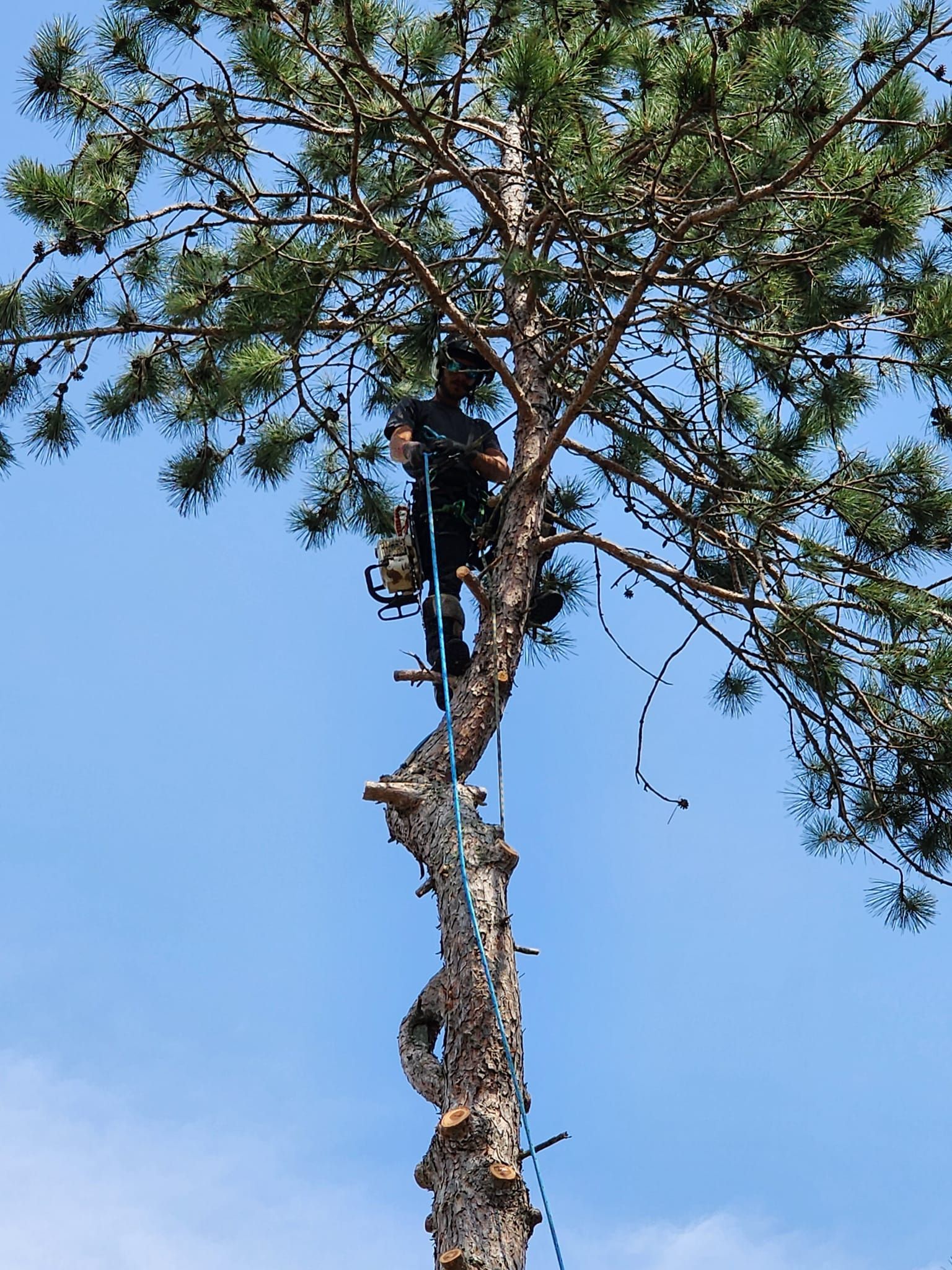 A man is climbing up the side of a tree.