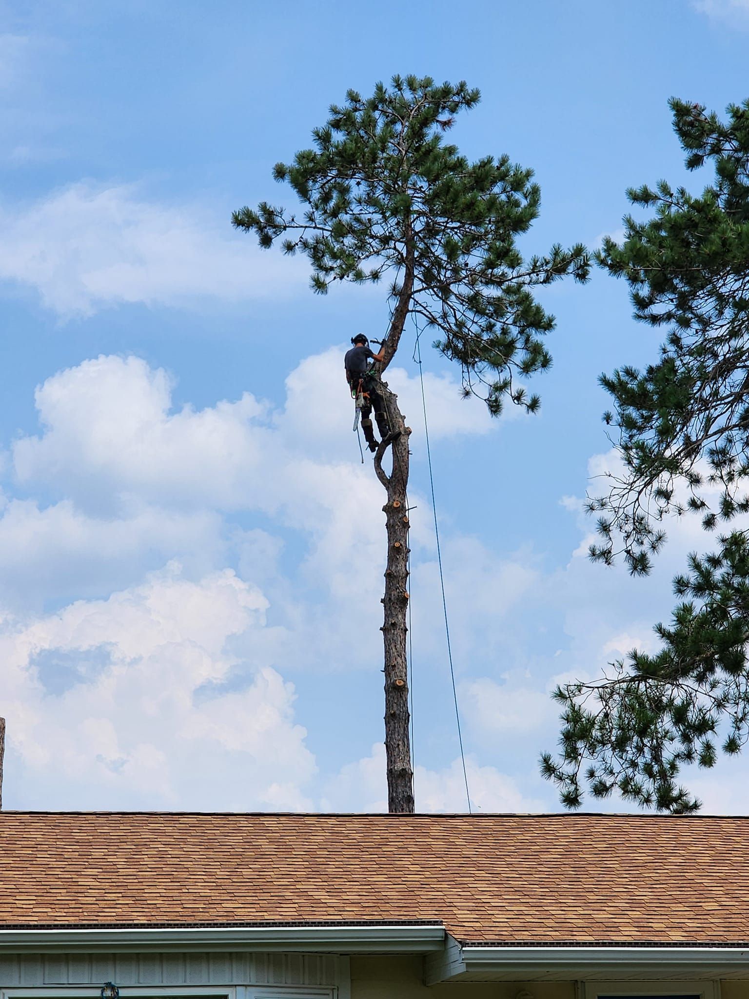 A man is climbing a tree on the roof of a house.