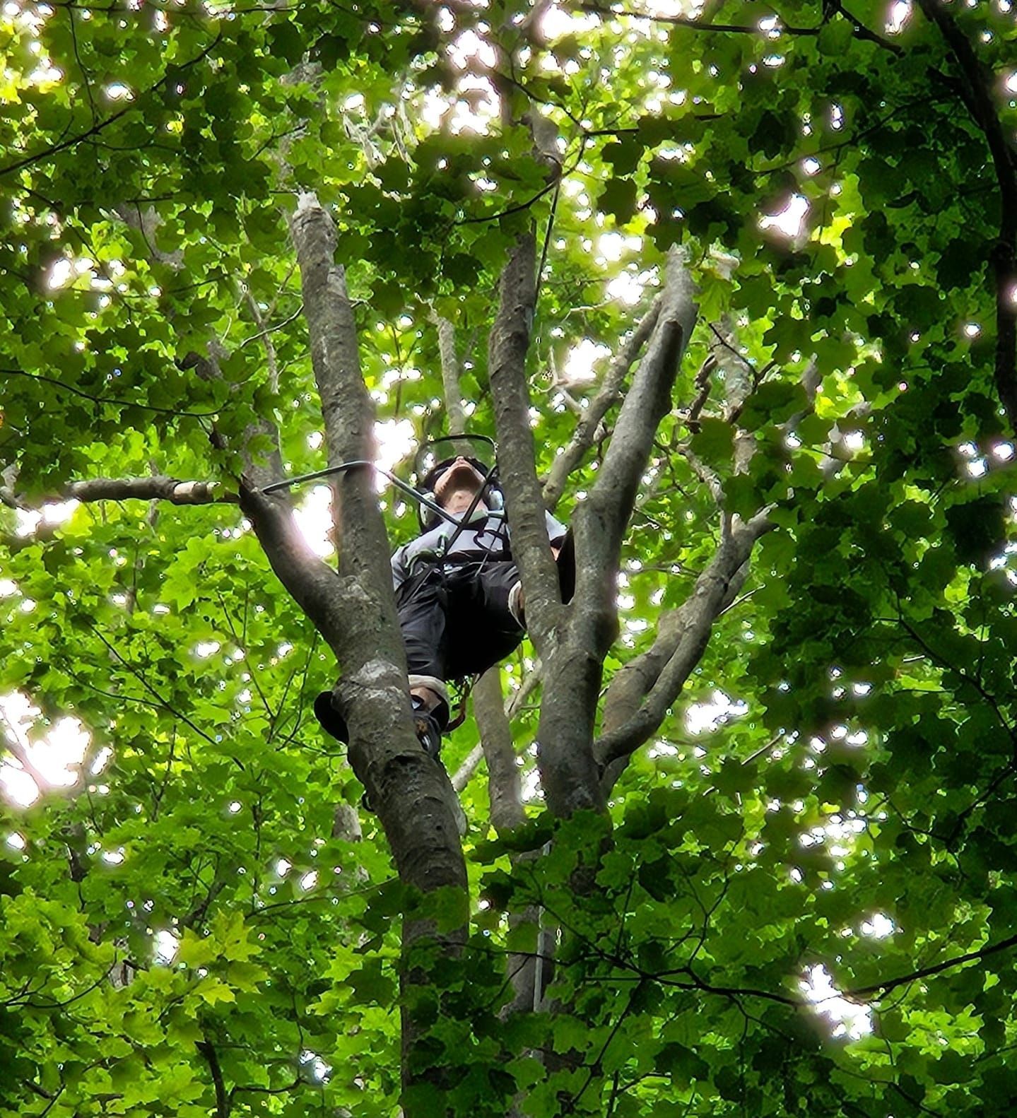 A person is climbing a tree with a harness on.