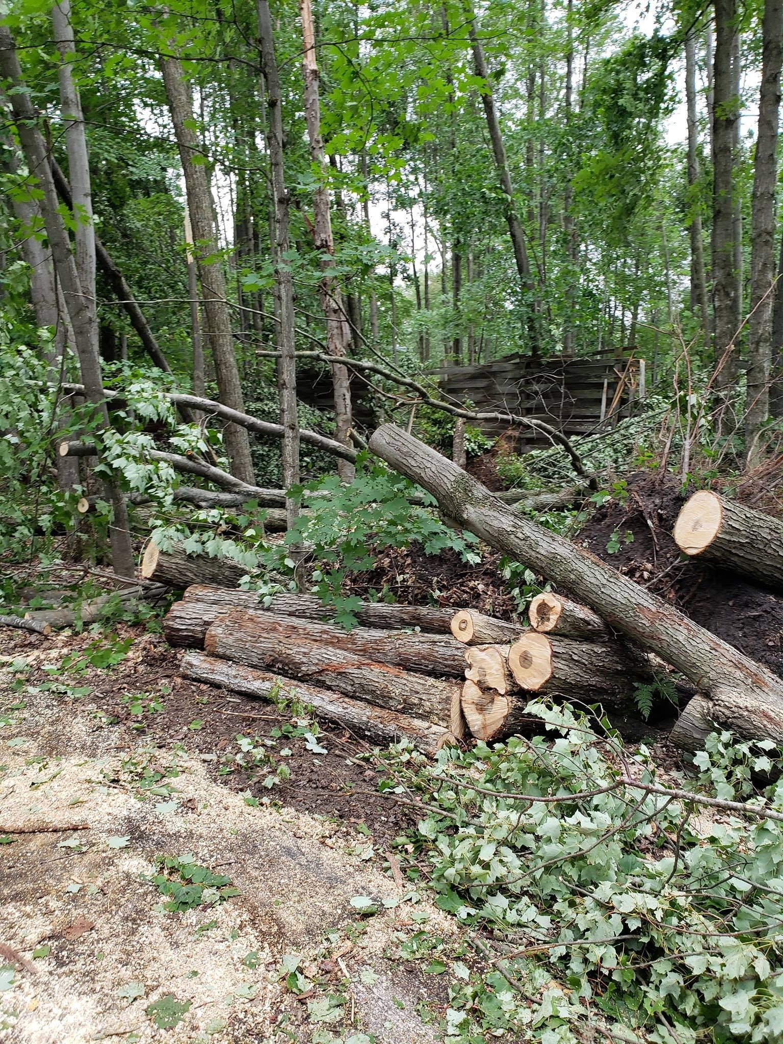 A pile of logs in the middle of a forest.