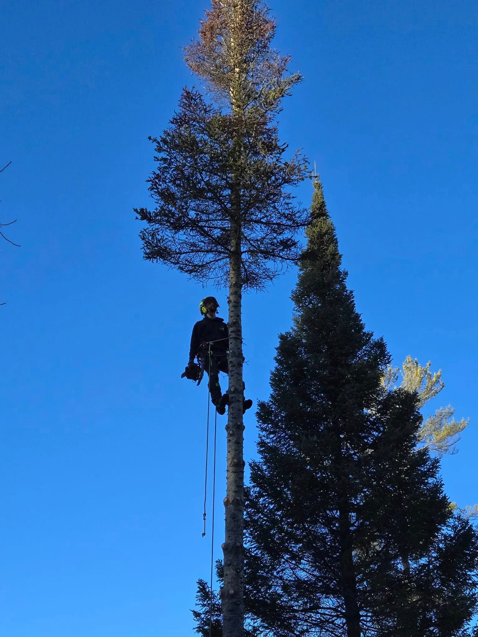 Man is climbing a tree - Gaylord, MI - Stuckman Tree Service