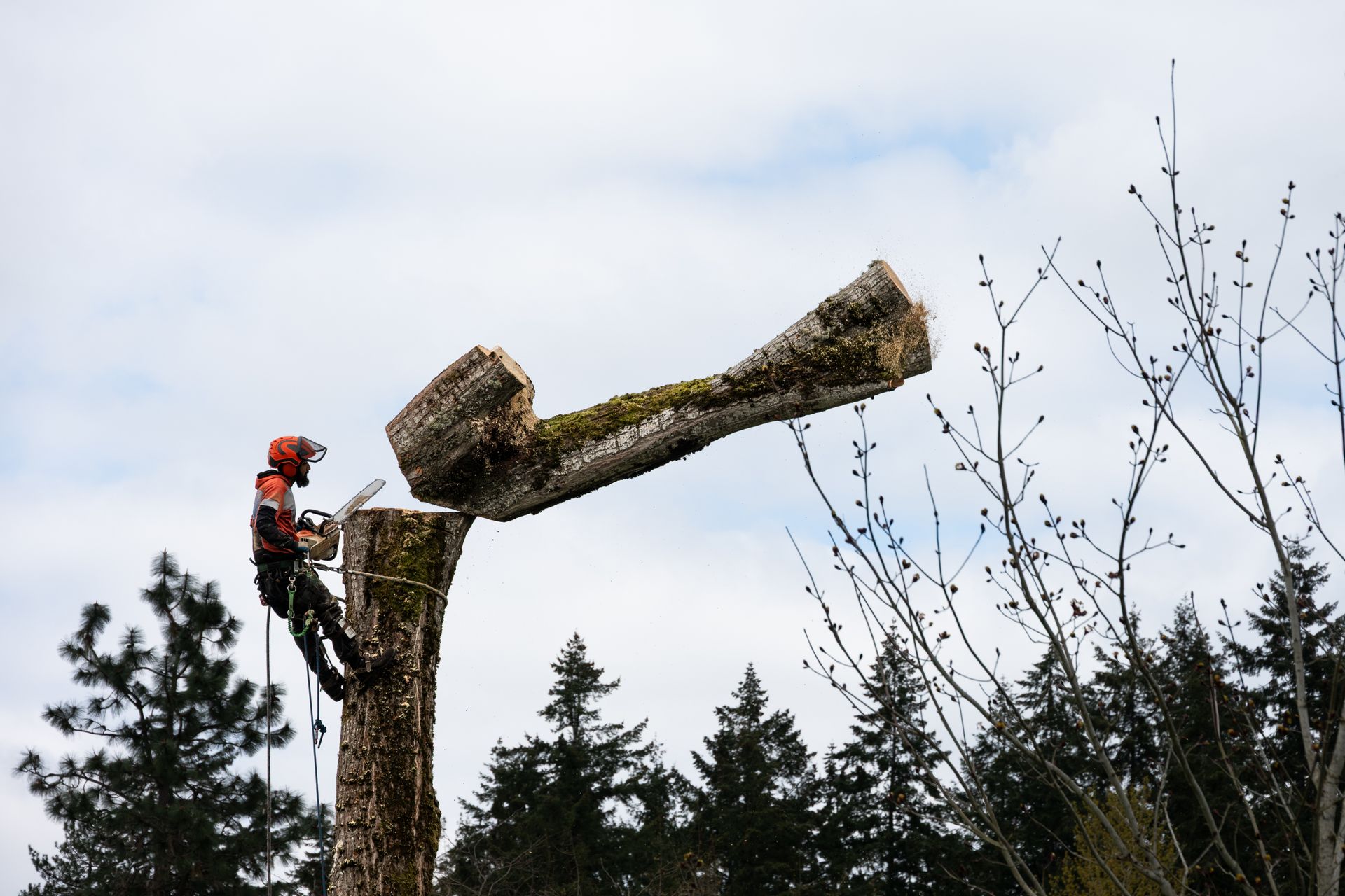 Arborist harnessed high, slicing trunk, chainsaw roars against sky backdrop. Arborist harnessed high, slicing trunk, chainsaw roars against sky backdrop.