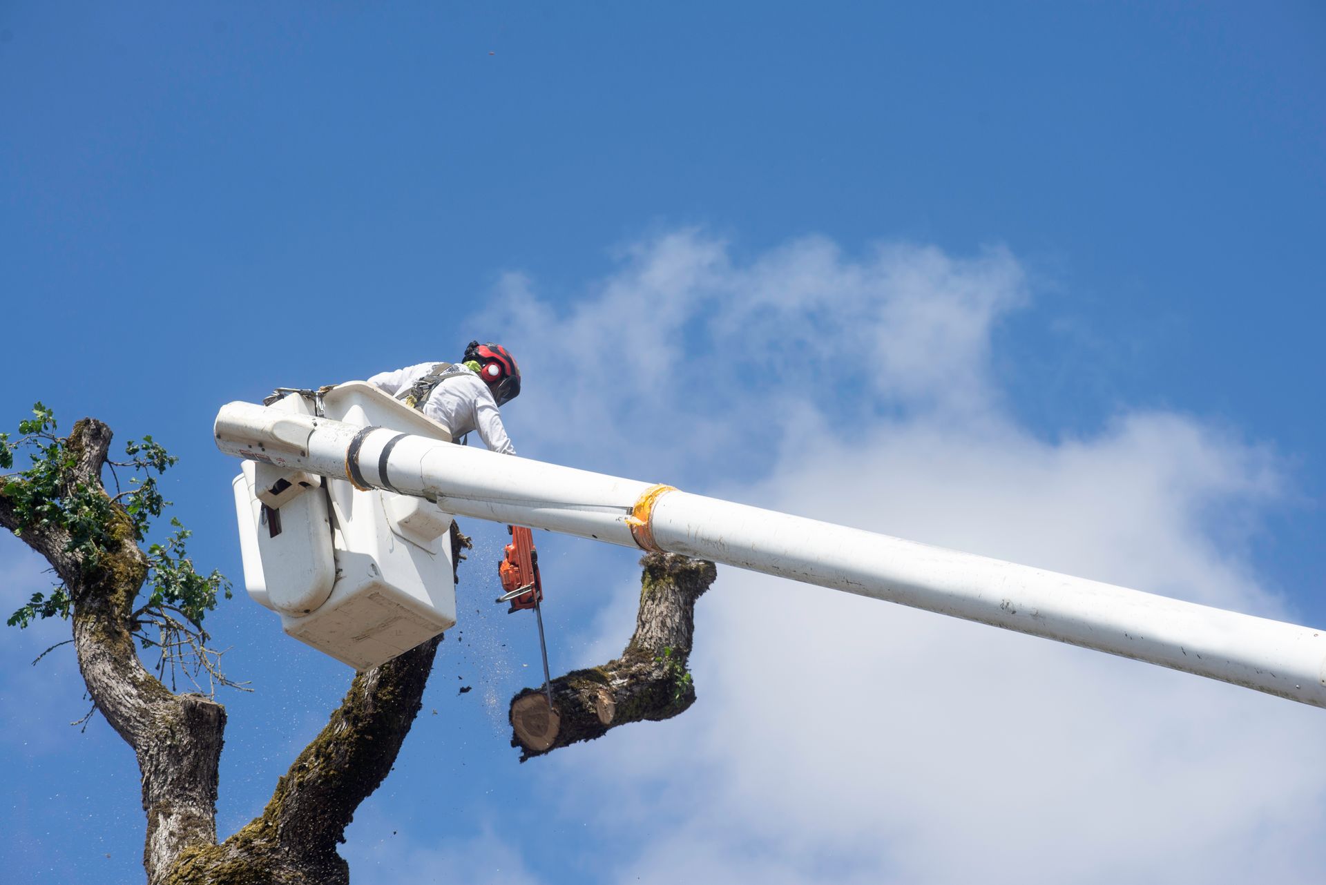 A tree removal worker in a hydraulic lift safely cutting high branches with a chainsaw A tree removal worker in a hydraulic lift safely cutting high branches with a chainsaw
