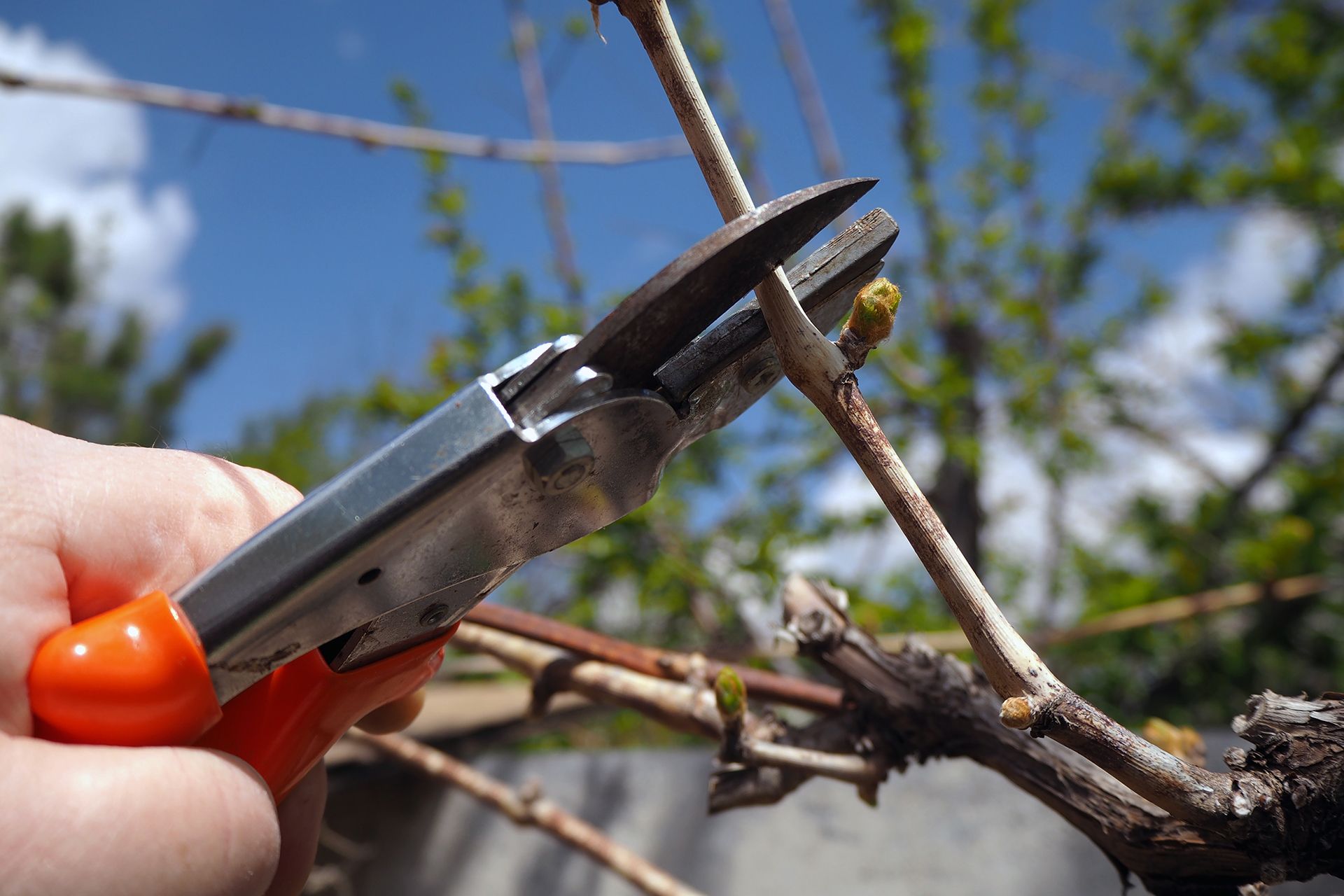 Hand pruning a grapevine with orange-handled shears outdoors against a blue sky.