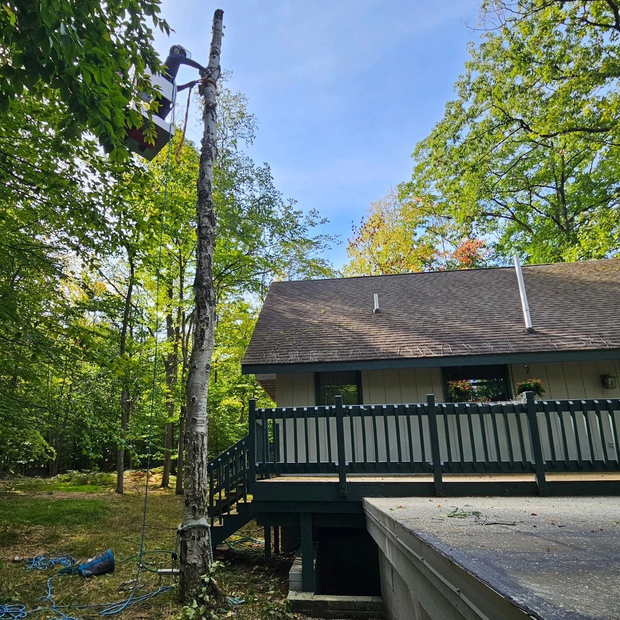 A man is climbing a tree in front of a house - Gaylord, MI - Stuckman Tree Service