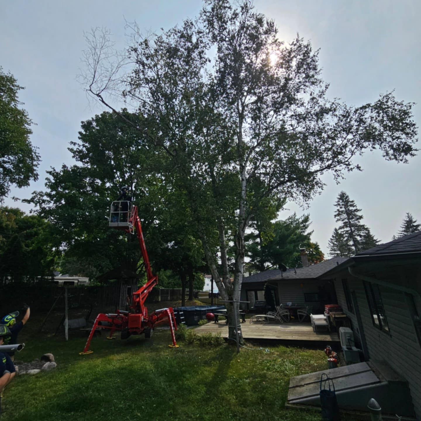 A man is cutting a tree in a backyard with a crane.