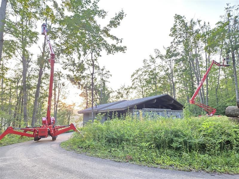 Tree service in the woods